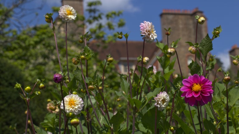 Pink and apricot coloured dahlia flowers in the kitchen garden against the backdrop of the house and a bright blue sky